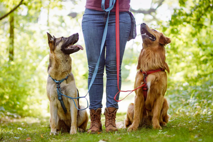 Blue 9 Balance Harness REFLECTIVE Harbour City Dog Gear