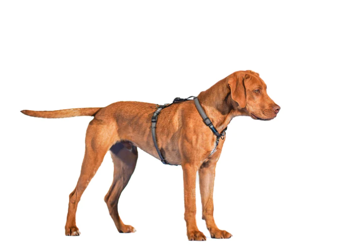 Balance 2024 dog harness