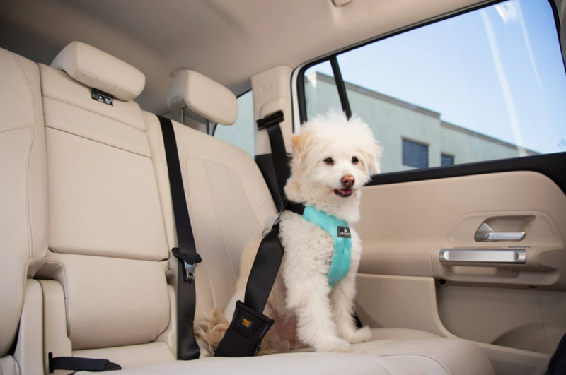 Puppy car restraint online