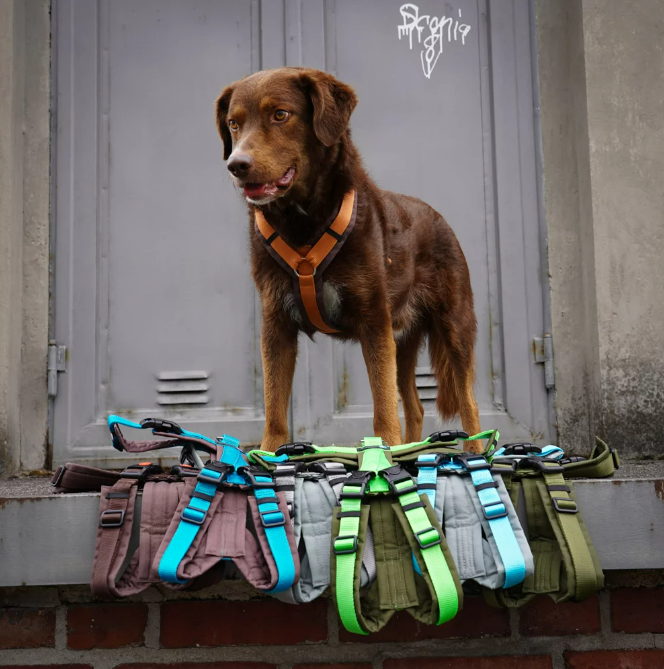 Annyx hot sale dog harness