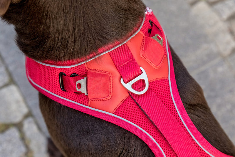 Curli Belka Adjustable Harness Harbour City Dog Gear