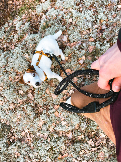 Woolly Wolf Rope Leash (RPET) – Harbour City Dog Gear