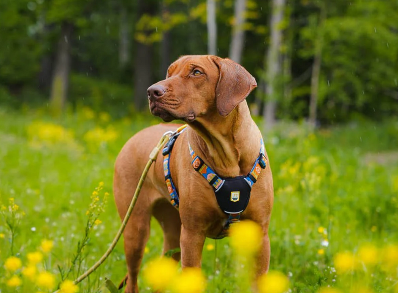 Buying Your First Harness – Harbour City Dog Gear