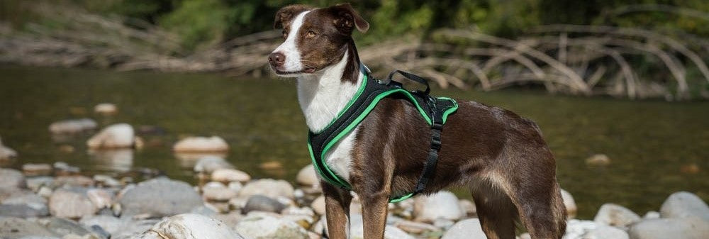 Brown and white dog wearing green and black harness on riverbank