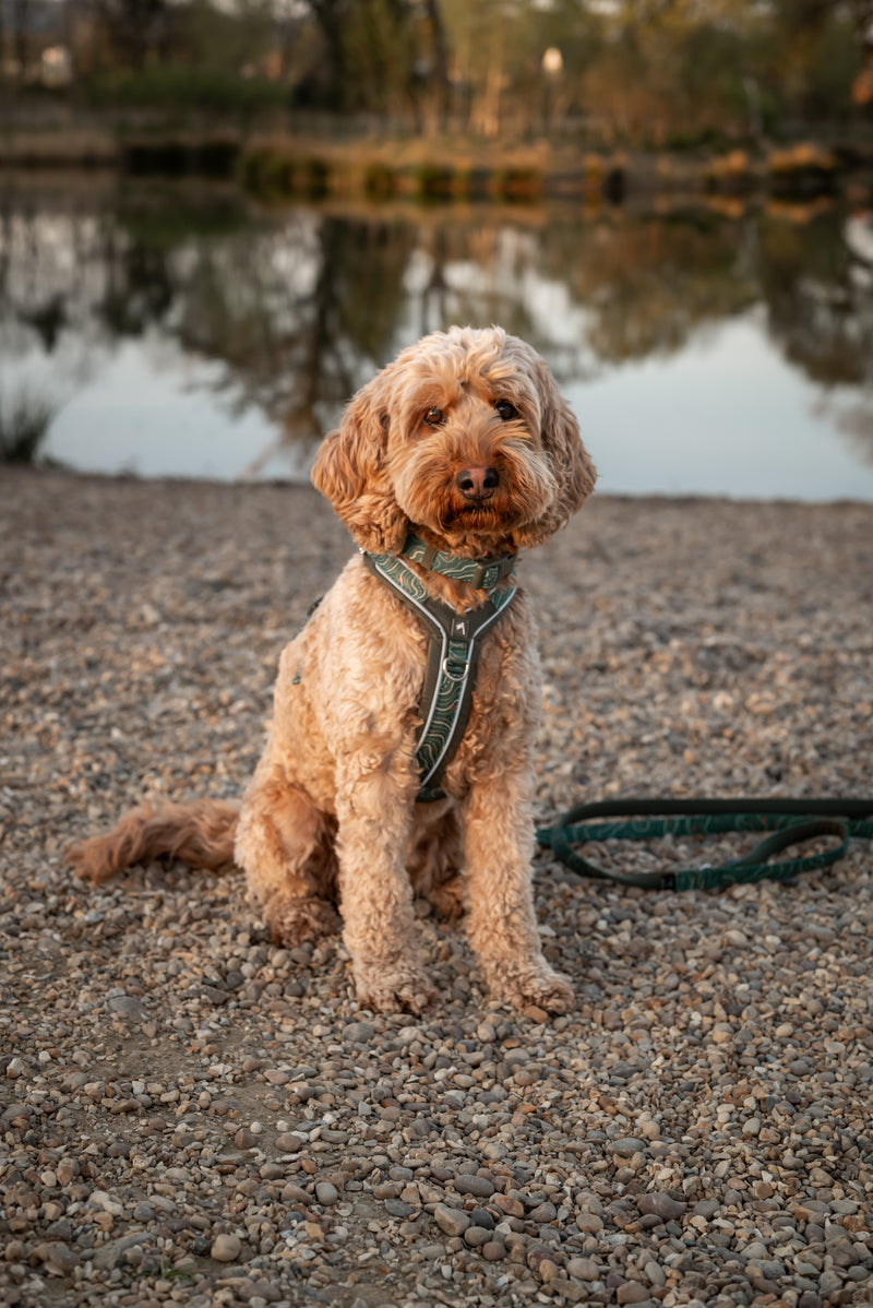 Twiggy Tags Apex® Harness