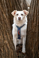 Twiggy Tags Apex® Harness