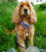 Twiggy Tags Apex® Harness