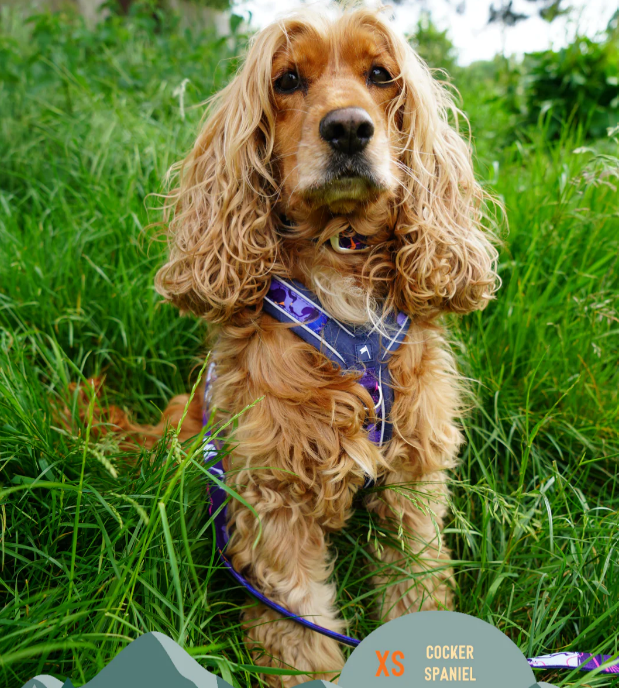 Twiggy Tags Apex® Harness
