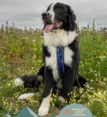 Twiggy Tags Apex® Harness