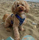 Twiggy Tags Apex® Harness
