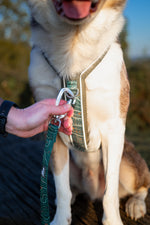 Twiggy Tags Apex® Harness