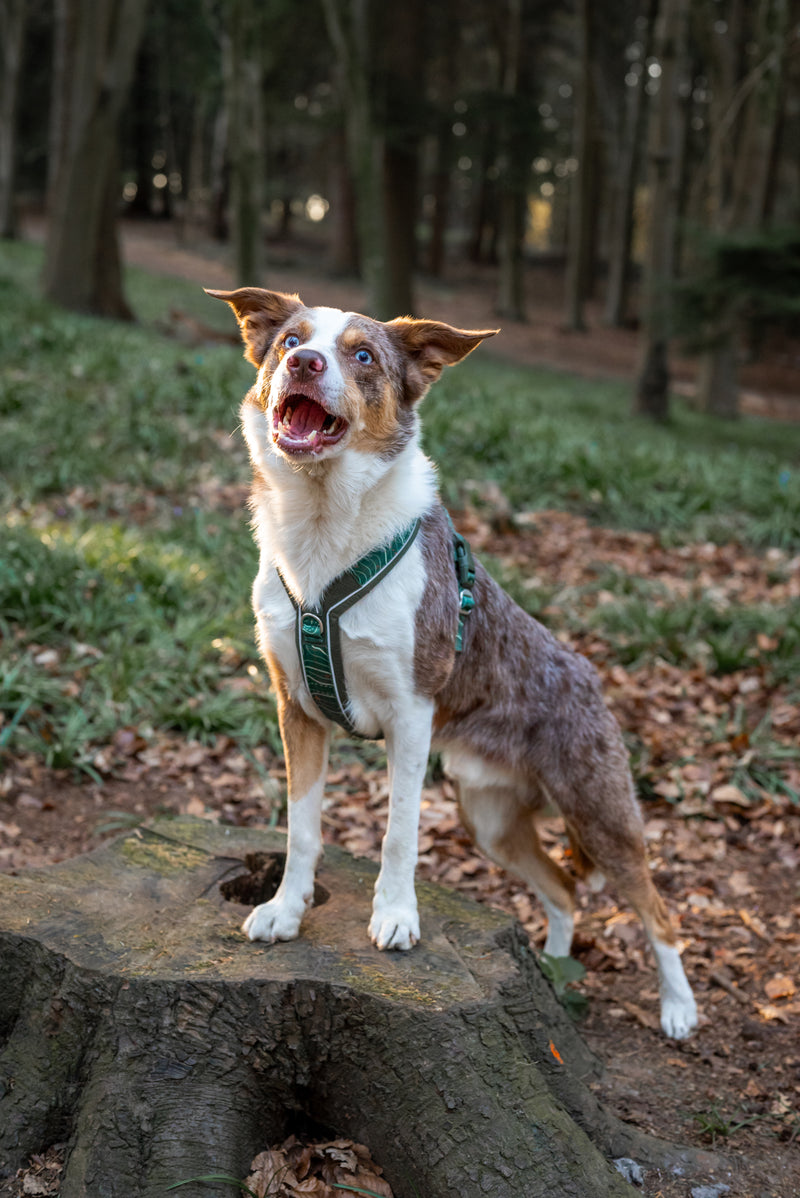 Twiggy Tags Apex® Harness