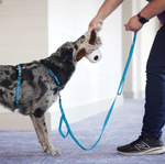 Blue-9 Single Ended REFLECTIVE Leash