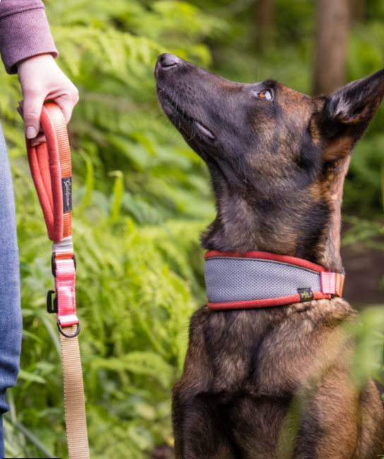 Featherweight Leash