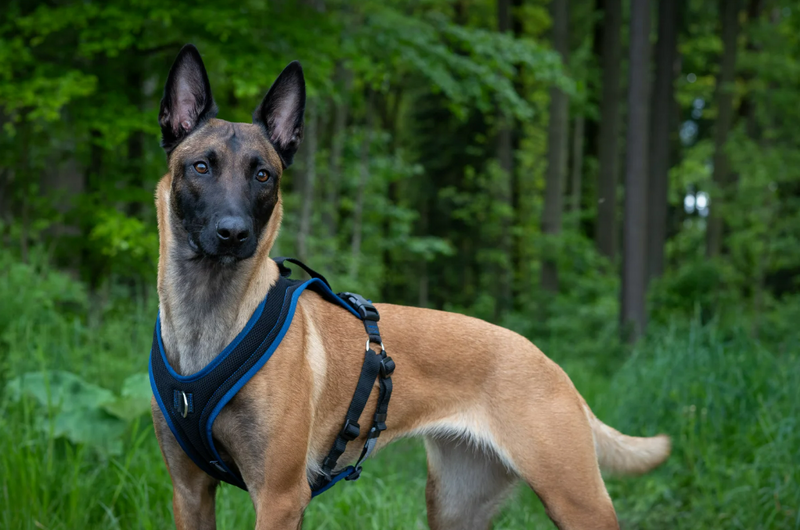 Grossenbacher ProGuide harness