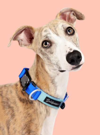 Featherweight Swiftlock Collar