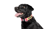 Featherweight Swiftlock Collar
