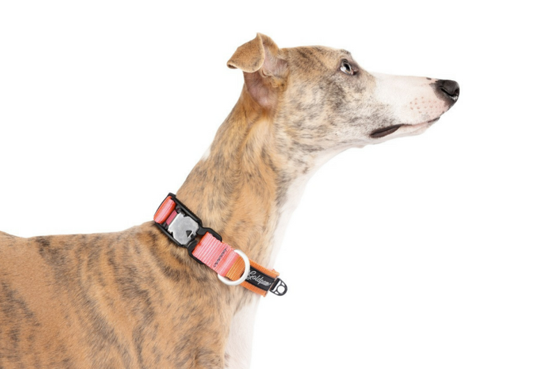Featherweight Swiftlock Collar