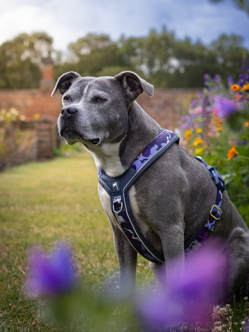 Twiggy Tags Apex® Harness