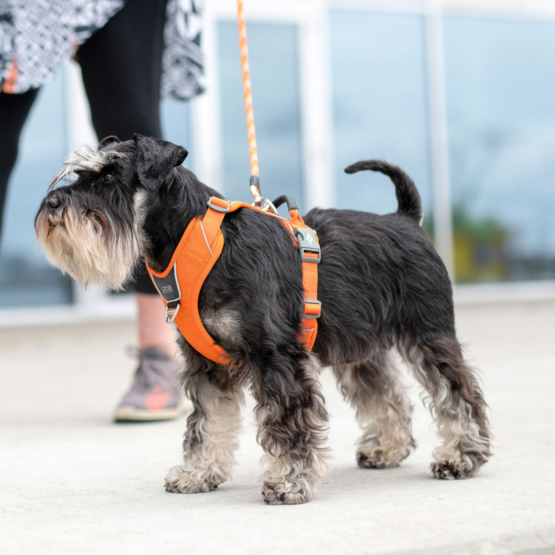Dog Copenhagen Comfort Walk Pro™ V3.0