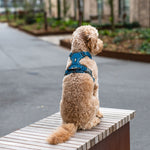 Dog Copenhagen Comfort Walk Pro™ V3.0