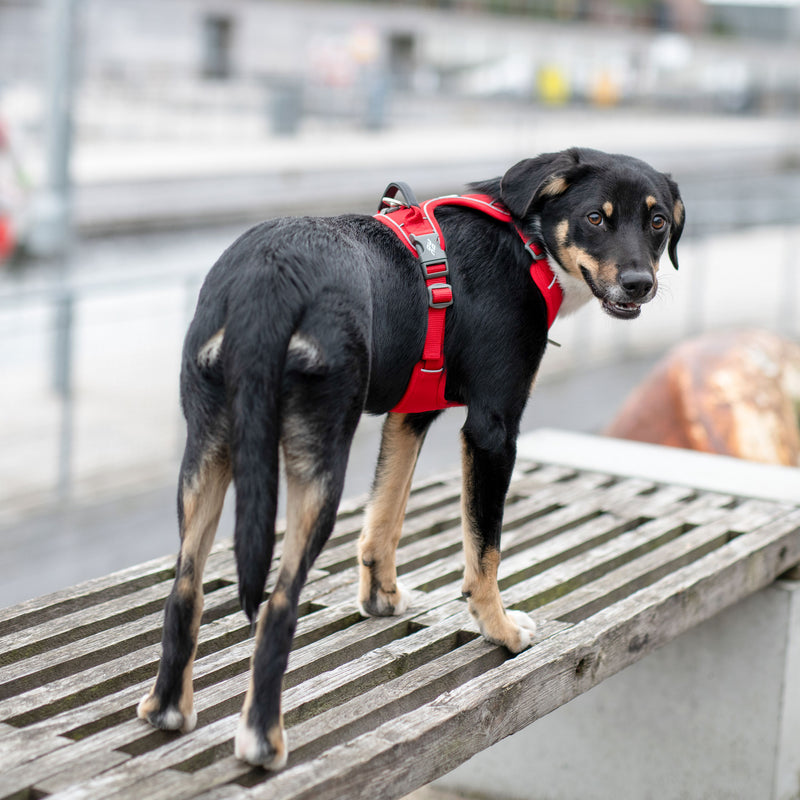 Dog Copenhagen Comfort Walk Pro™ V3.0