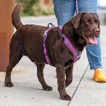 Dog Copenhagen Comfort Walk Pro™ V3.0
