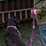 Dog Copenhagen Urban Style Collar V3.0