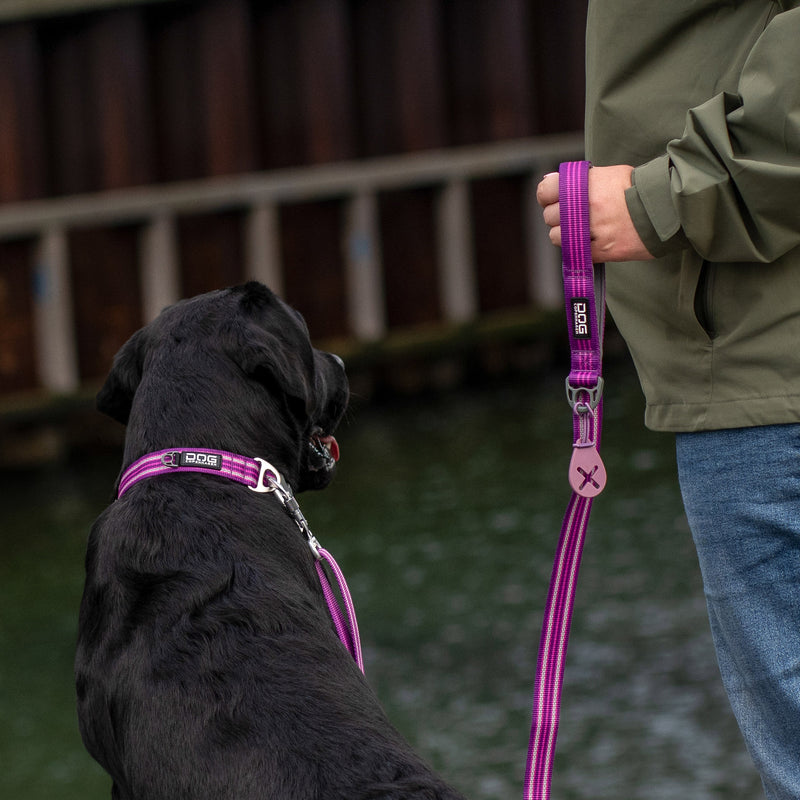 Dog Copenhagen Urban Style Collar V3.0