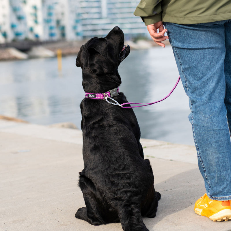 Dog Copenhagen Urban Style Collar V3.0