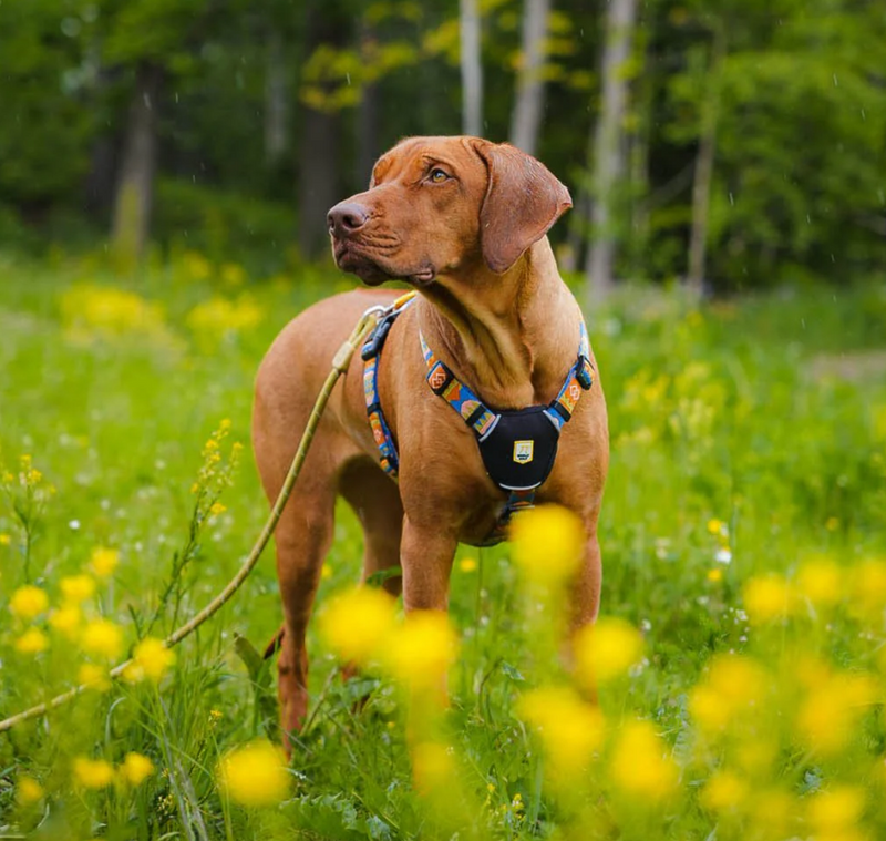 5 point hotsell dog harness