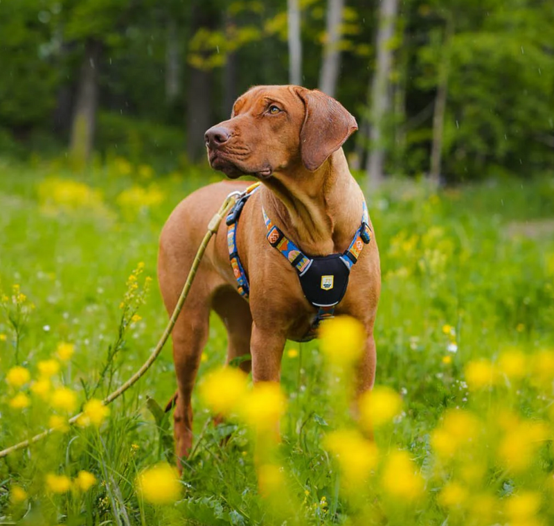 Woolly Wolf 5-point Harness (RPET)