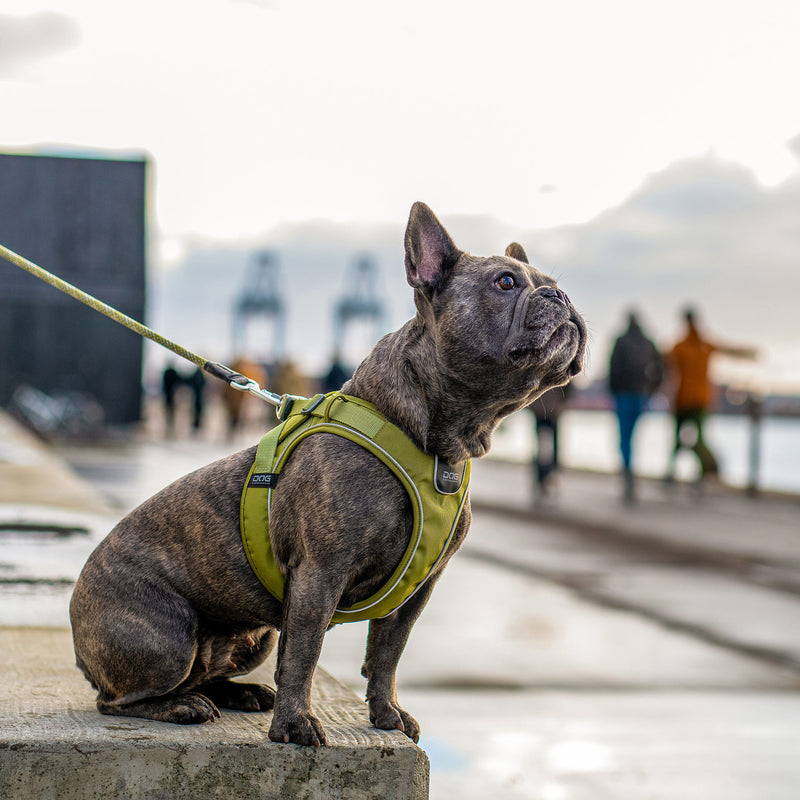Dog Copenhagen Comfort Walk GO™