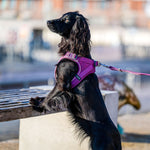 Dog Copenhagen Comfort Walk GO™