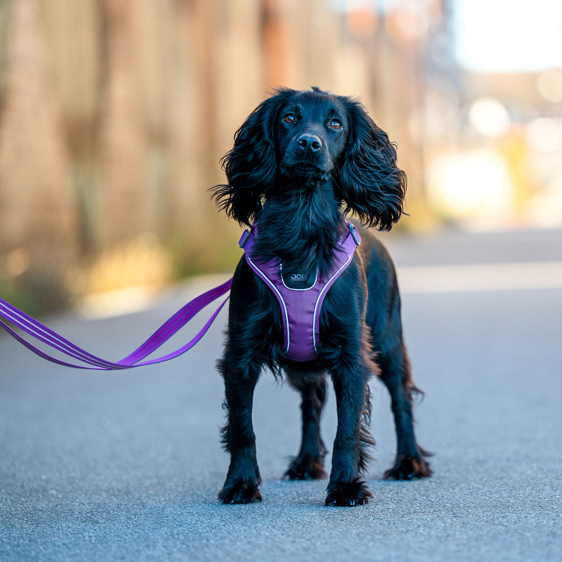Dog Copenhagen Comfort Walk GO™