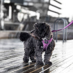 Dog Copenhagen Comfort Walk GO™