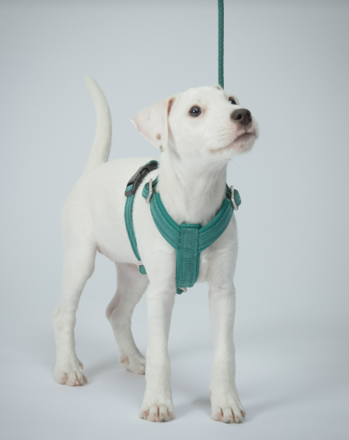 Paikka Easy Harness