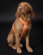 Paikka Easy Harness