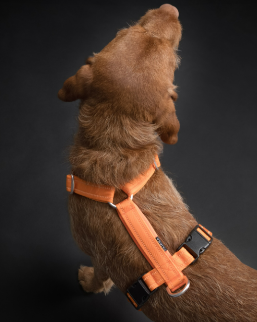 Paikka Easy Harness