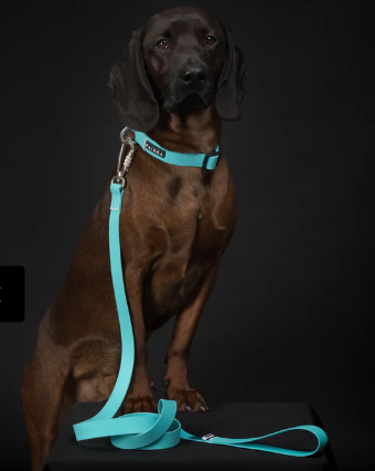 Paikka Glow Collar