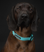 Paikka Glow Collar