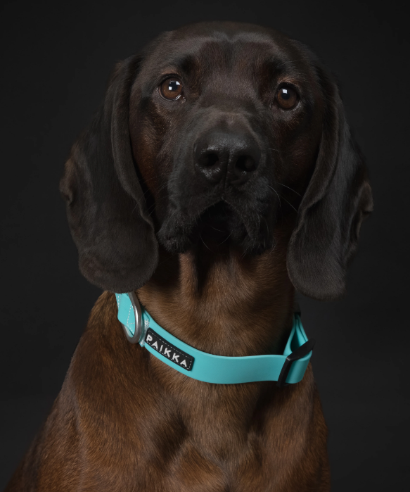 Paikka Glow Collar