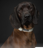 Paikka Glow Collar