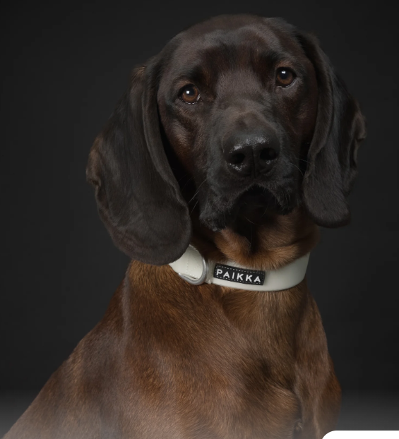 Paikka Glow Collar