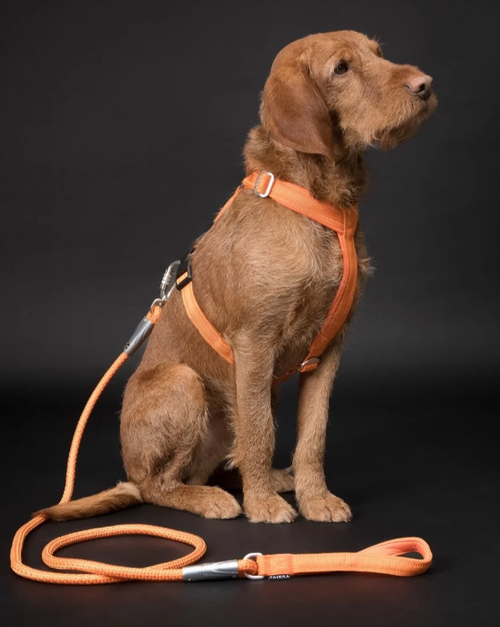 Paikka Visibility Rope Leash 1.8m