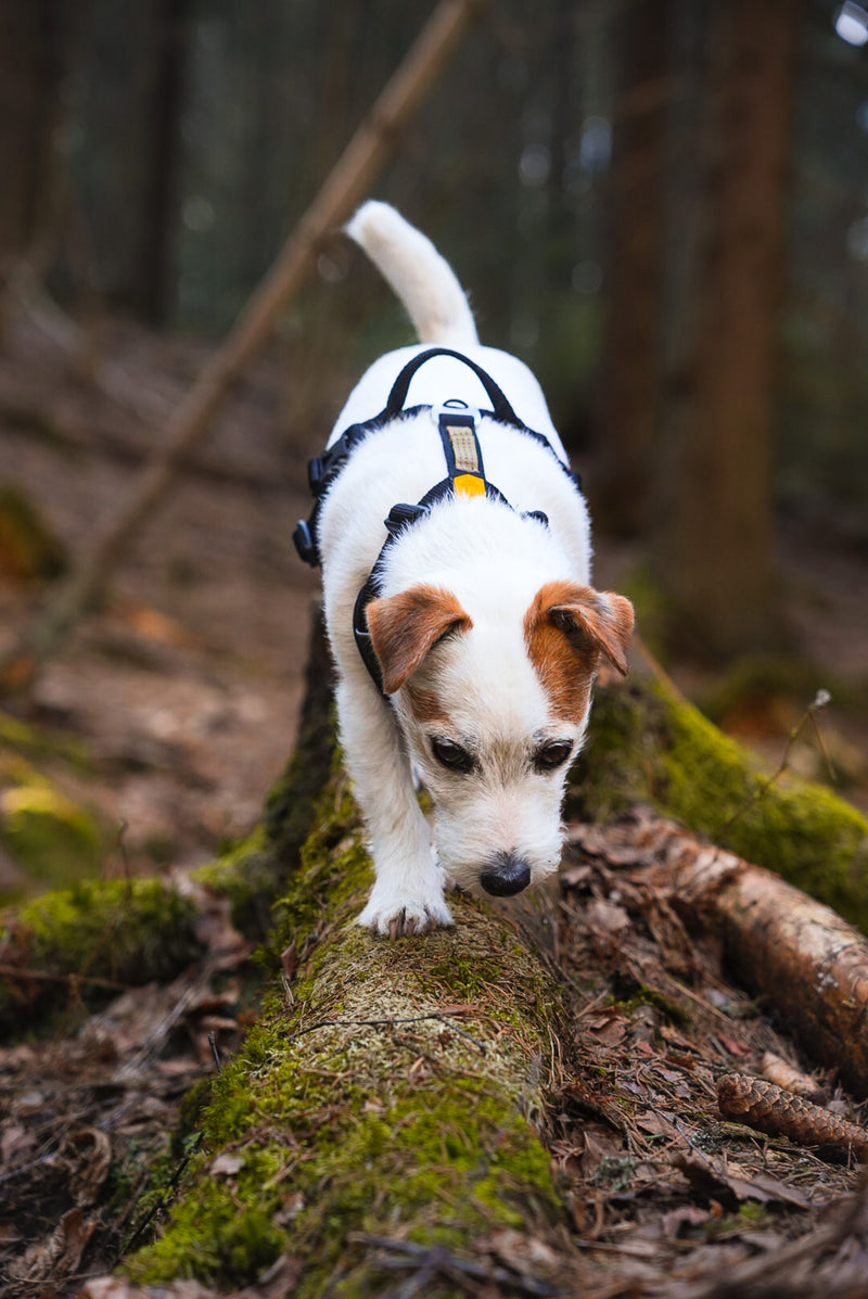 Woolly Wolf ROAM Harness (RPET)