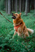 Woolly Wolf ROAM Harness (RPET)