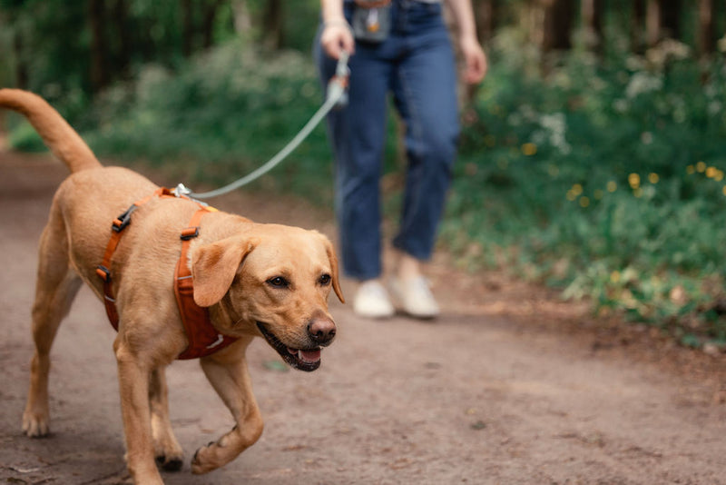 Woolly Wolf ROAM Harness (RPET)