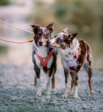 Woolly Wolf ROAM Harness (RPET)