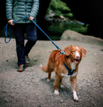 Woolly Wolf ROAM Harness (RPET)